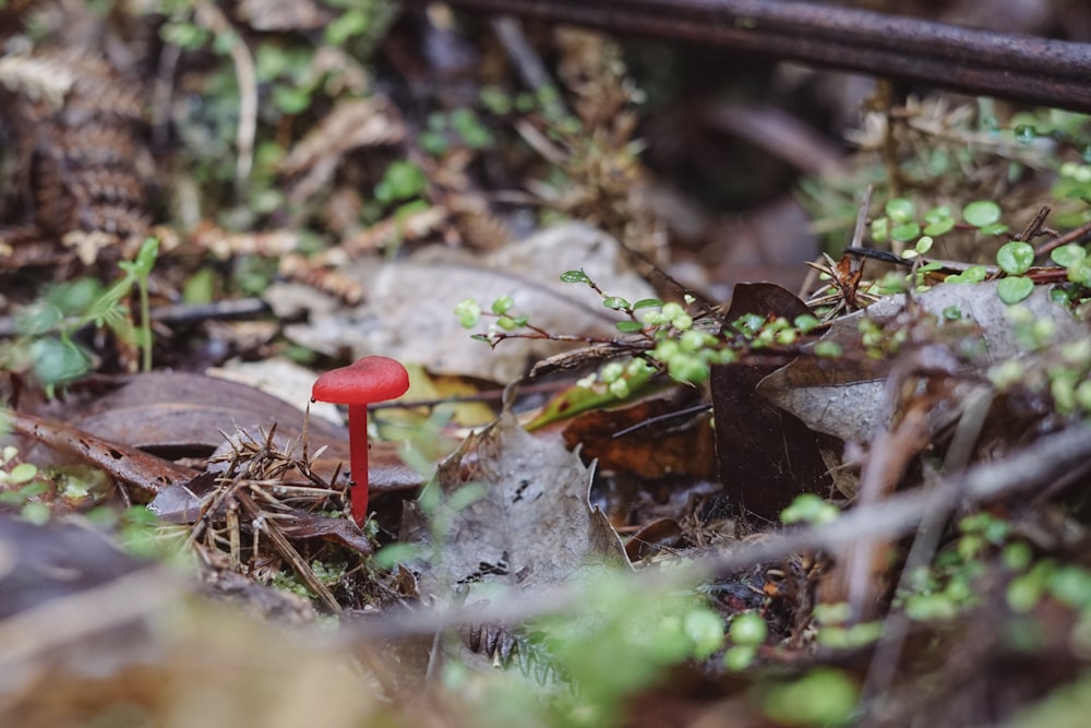 um pequeno cogumelo vermelho sentado no chão