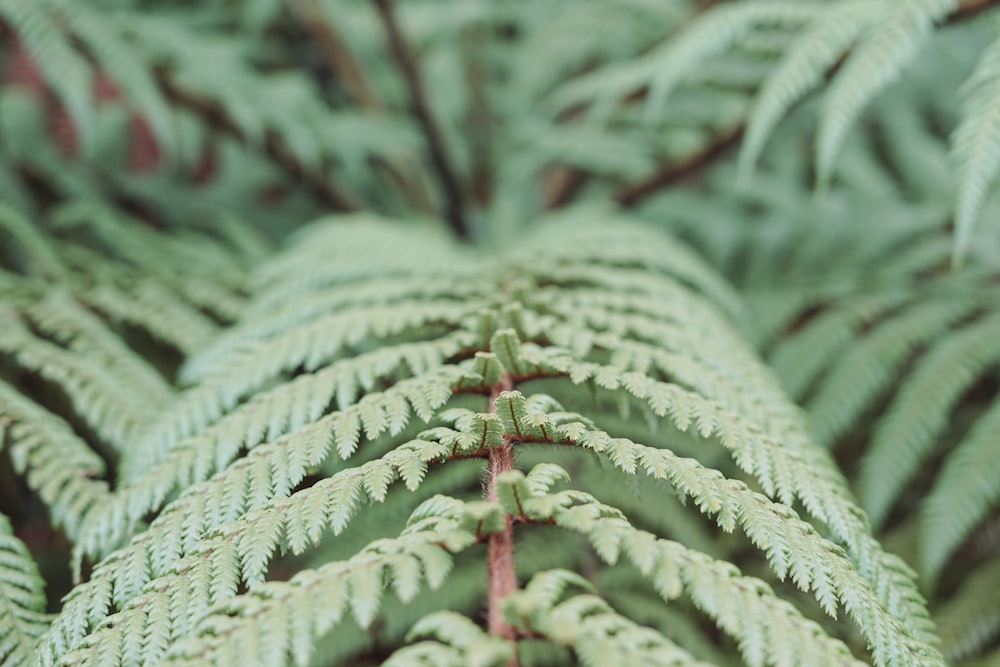 un primo piano di una pianta verde con molte foglie