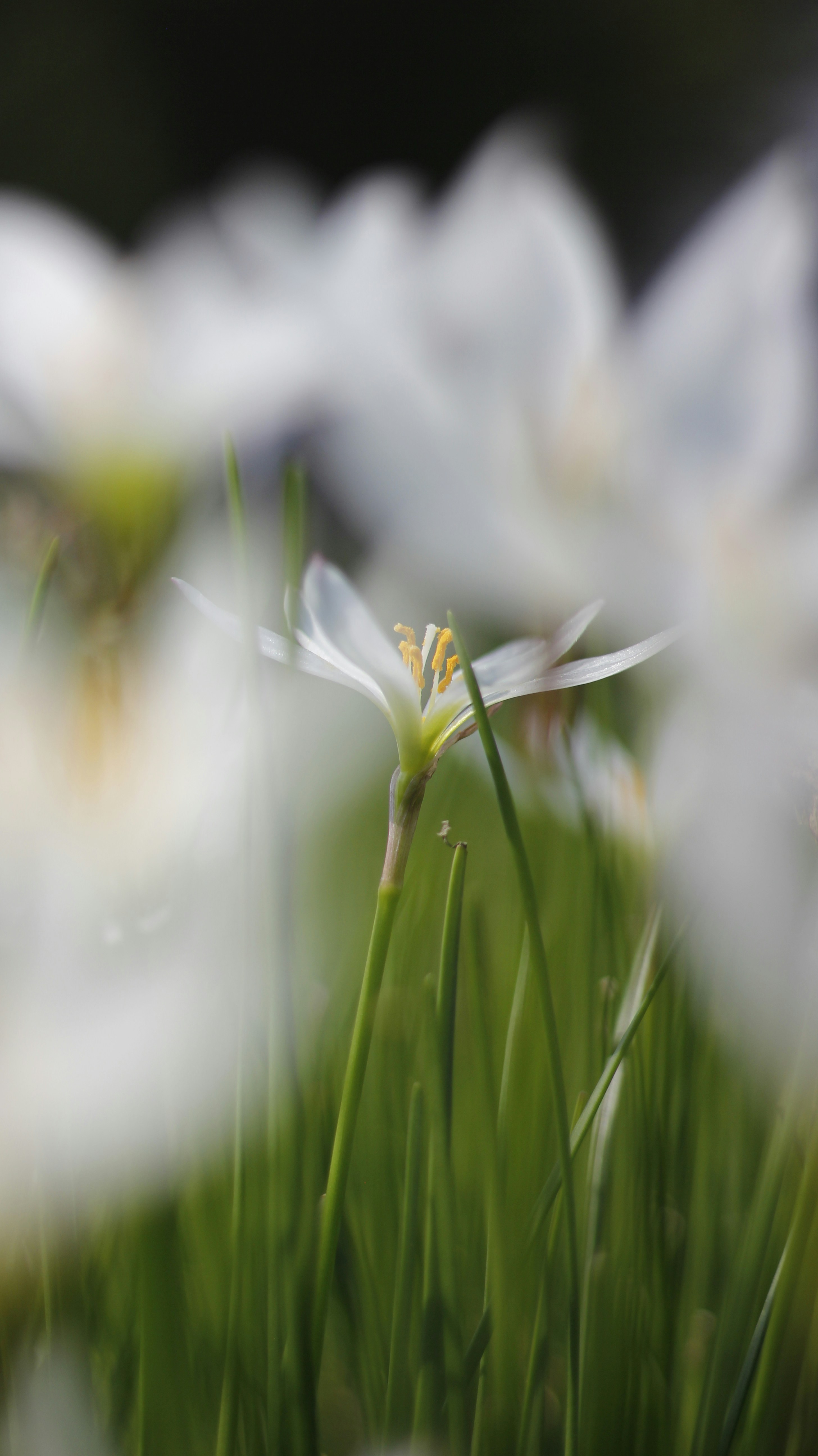 Photo by uttam_kumar