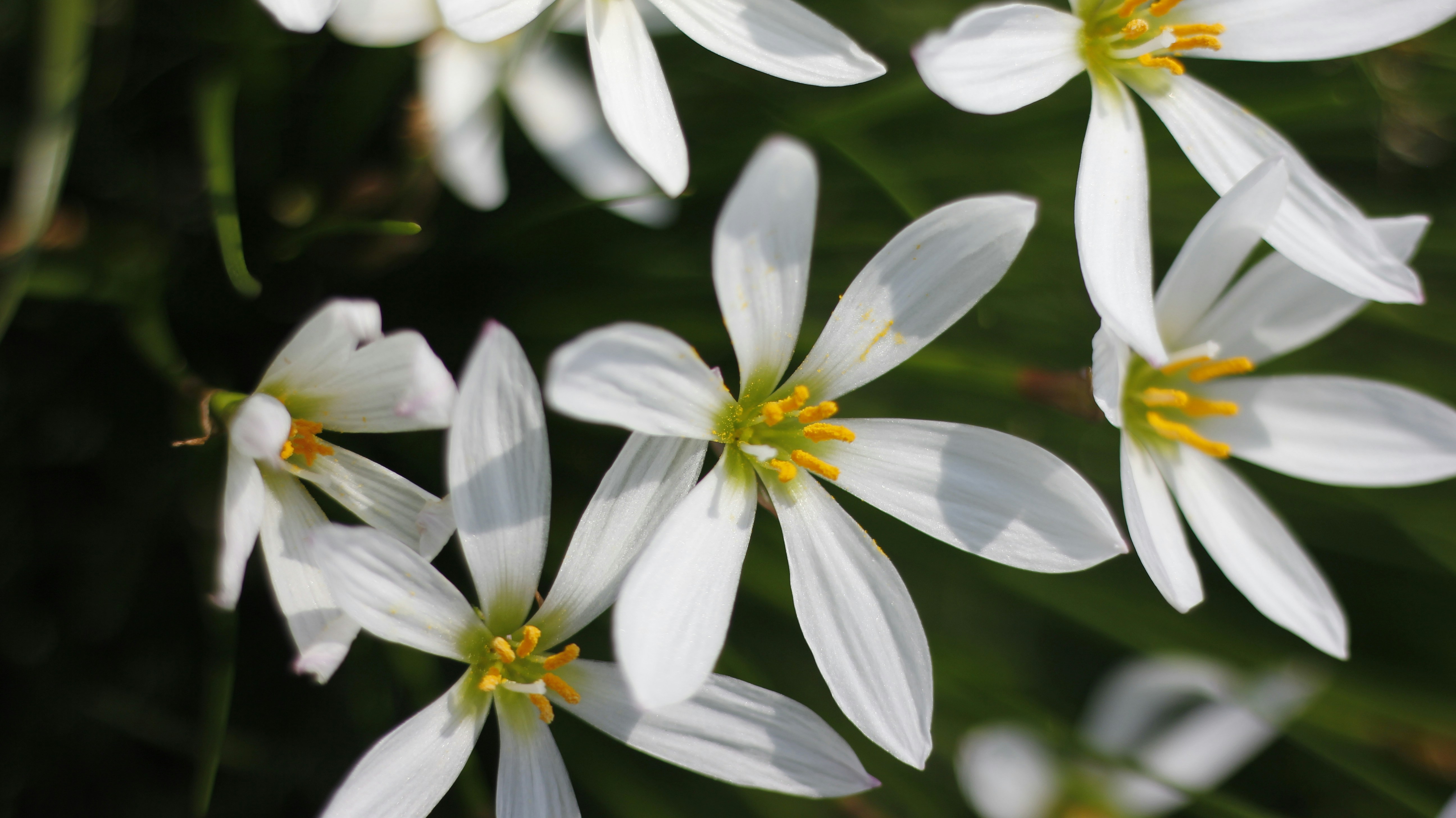 Photo by uttam_kumar