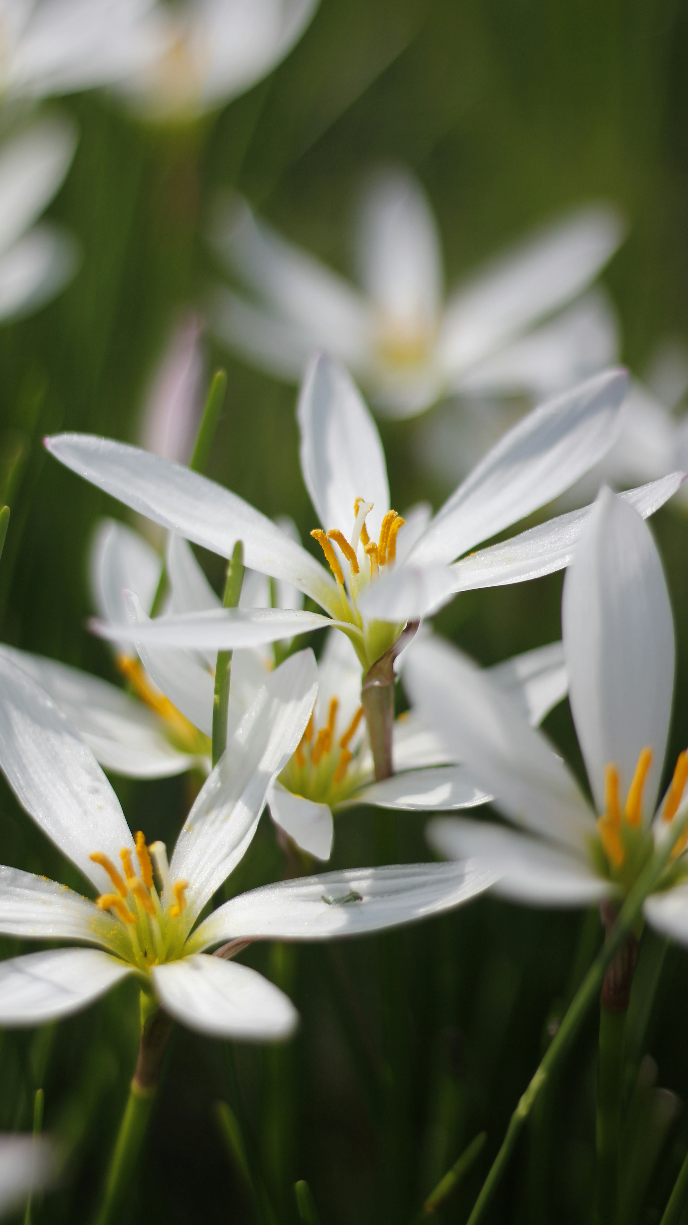 Photo by uttam_kumar