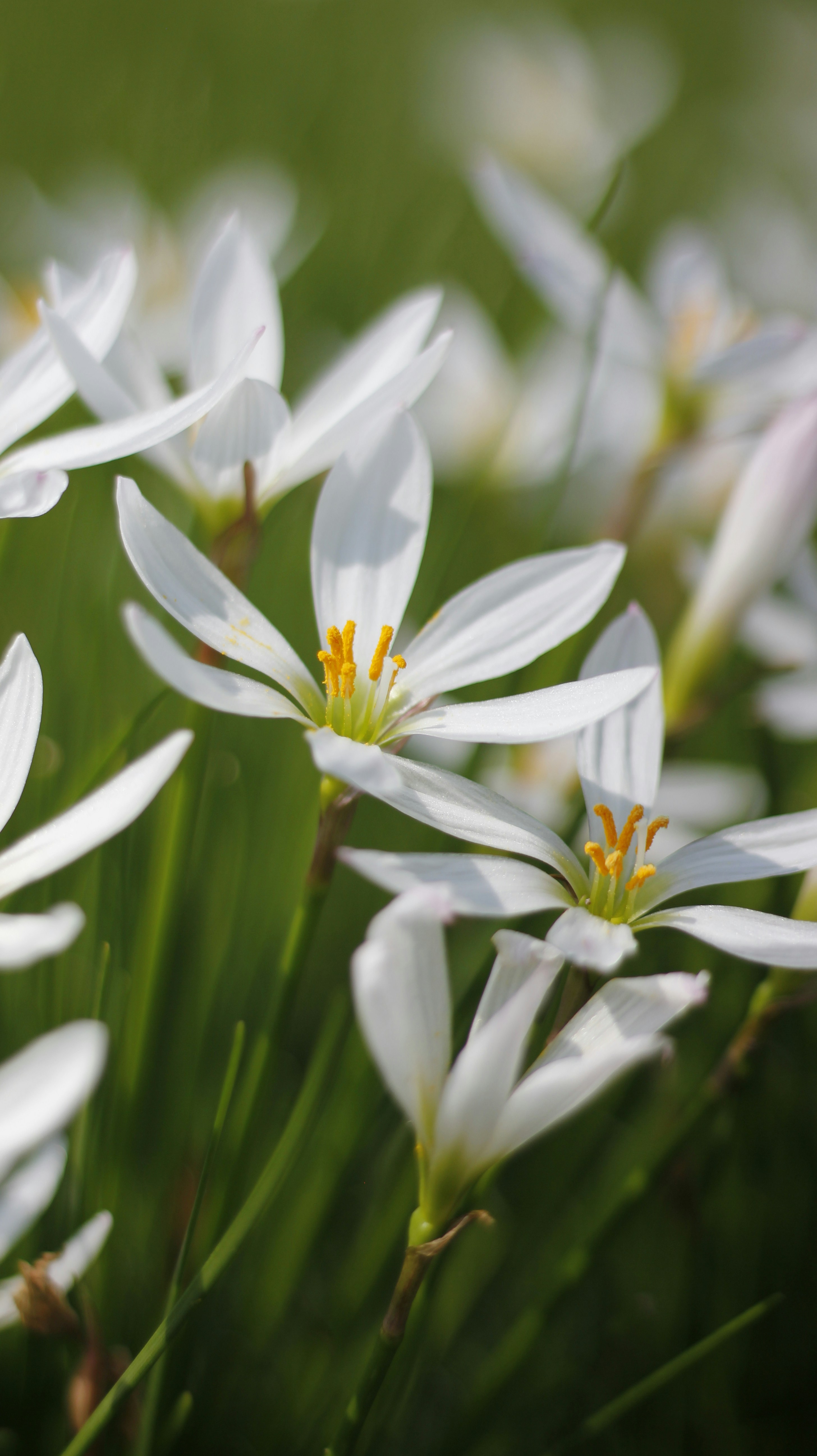 Photo by uttam_kumar