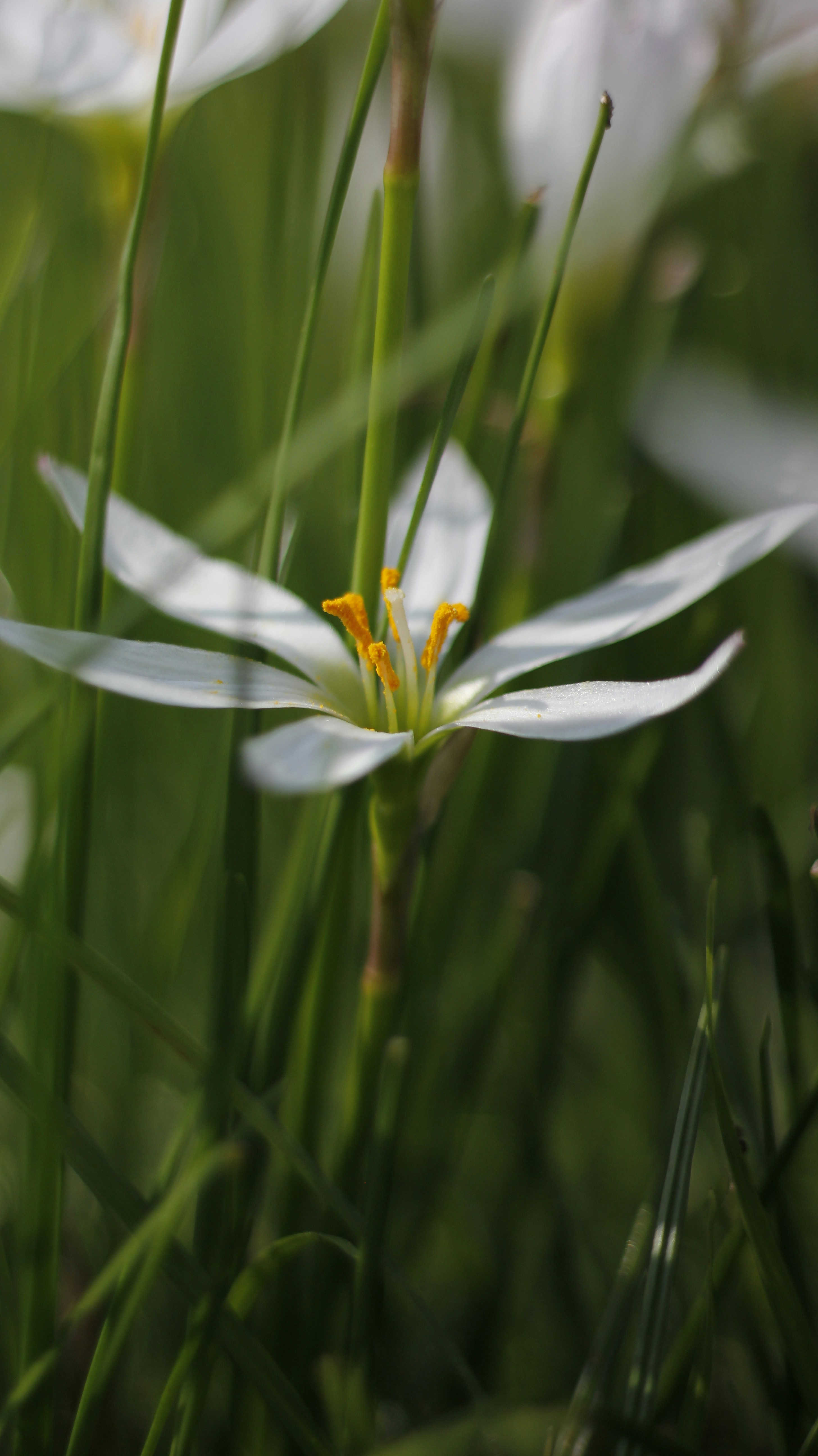 Photo by uttam_kumar