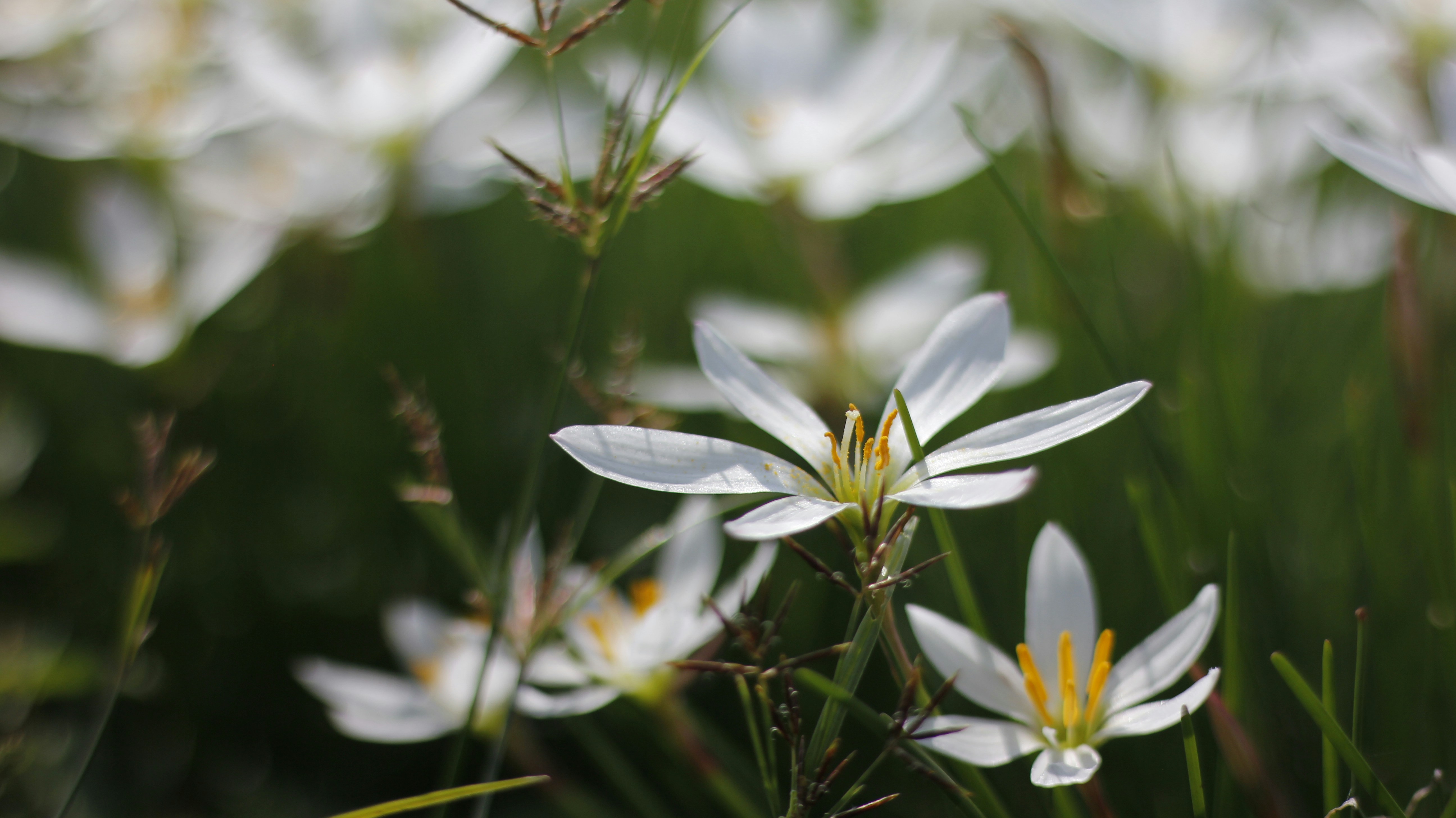 Photo by uttam_kumar