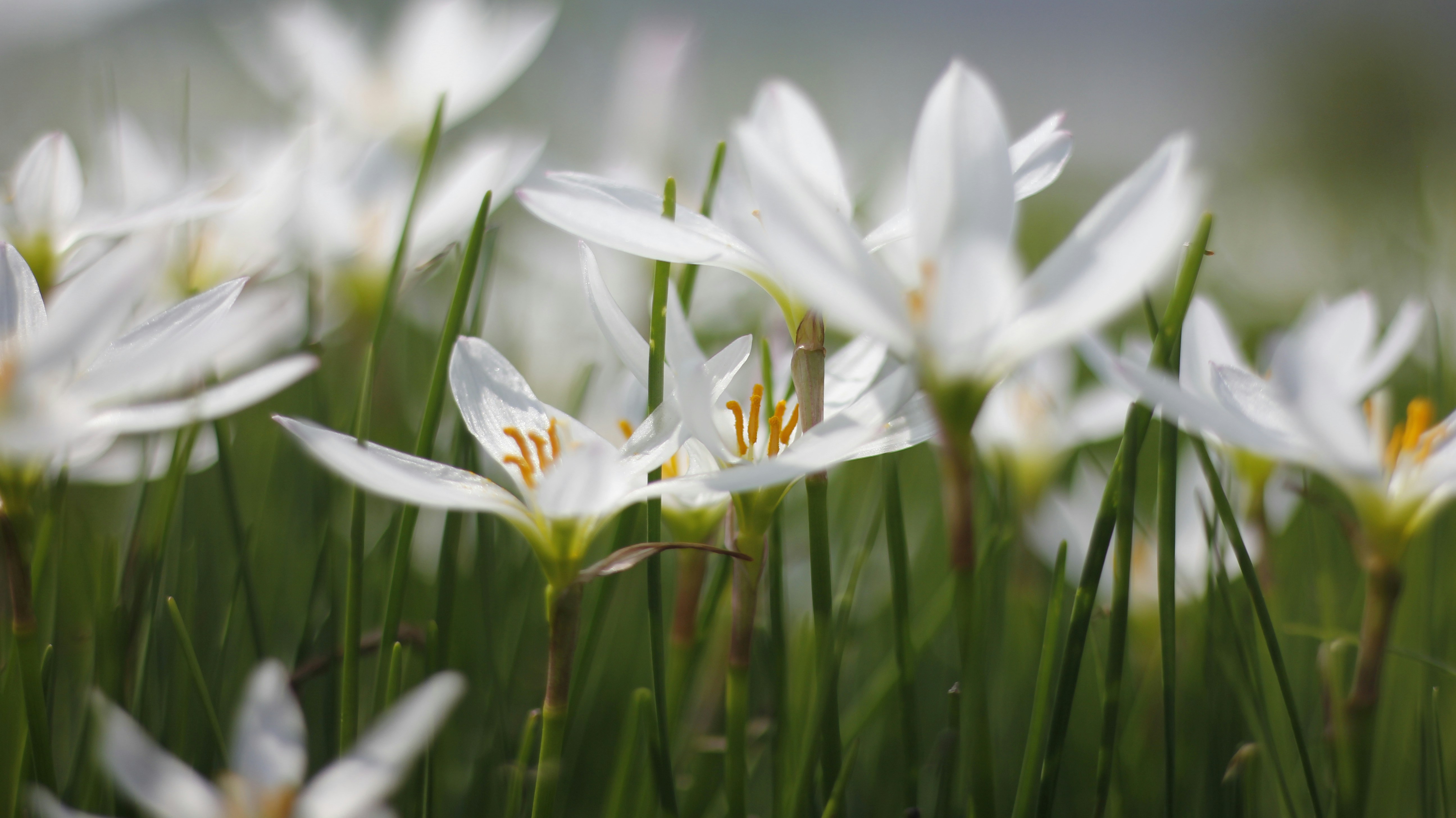 Photo by uttam_kumar