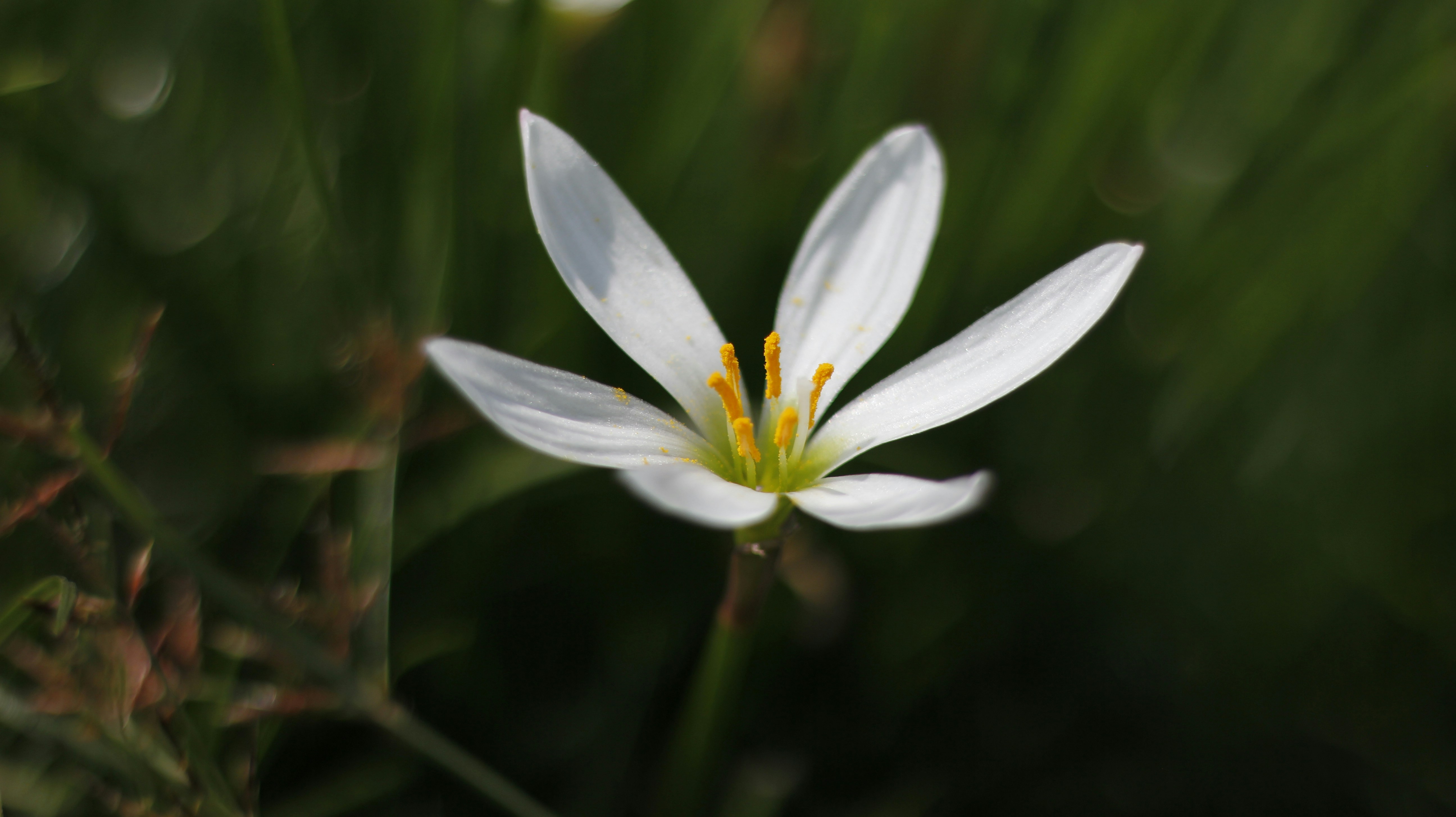 Photo by uttam_kumar