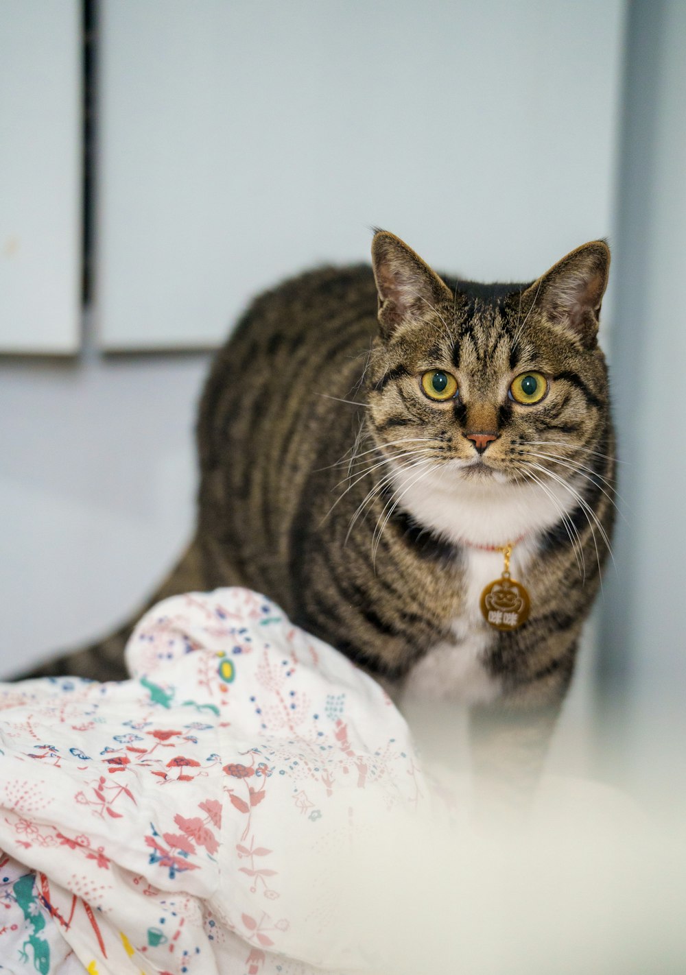 a cat sitting on top of a bed next to a blanket