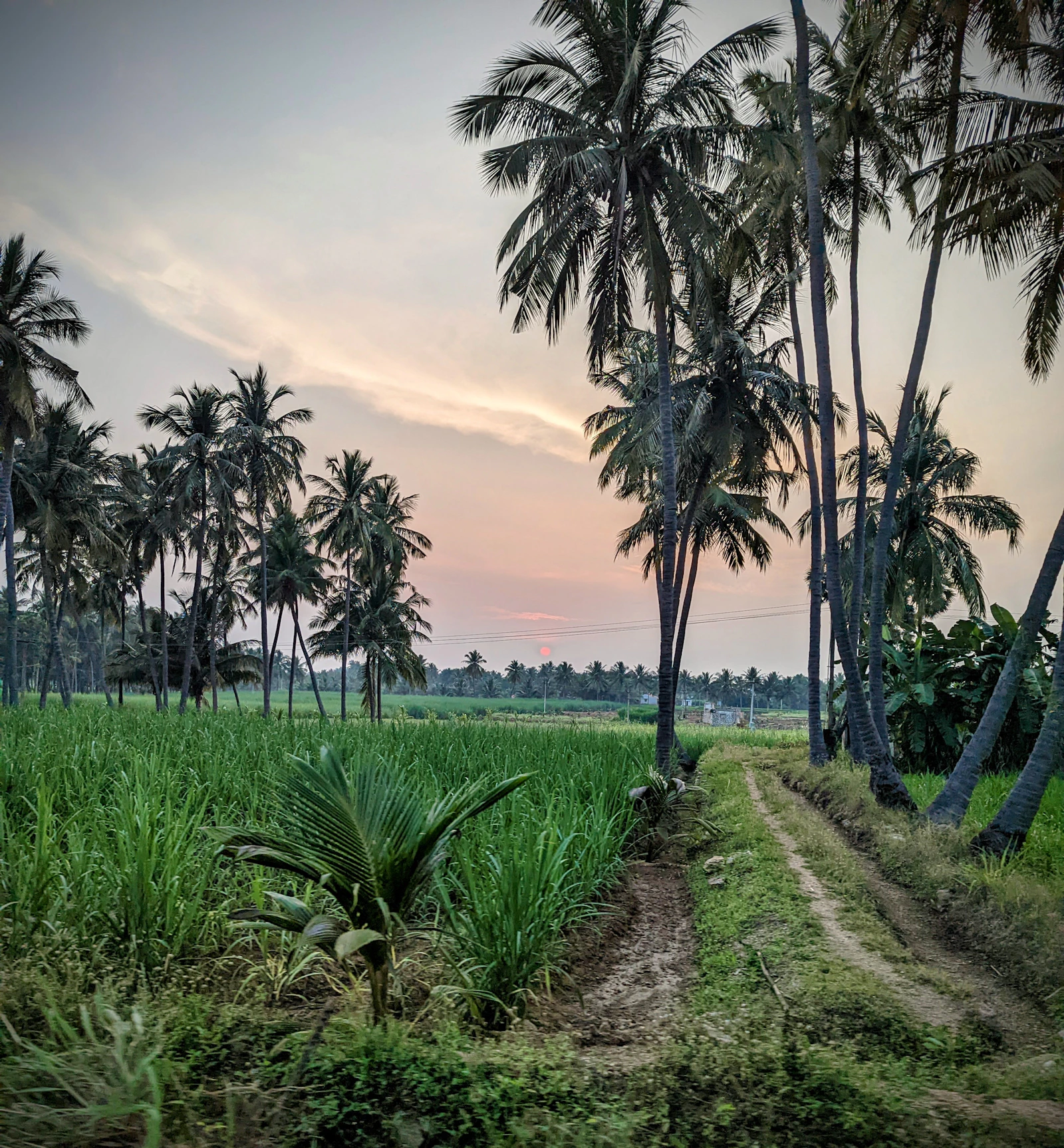 A quiet path through green fields and palm trees at sunset