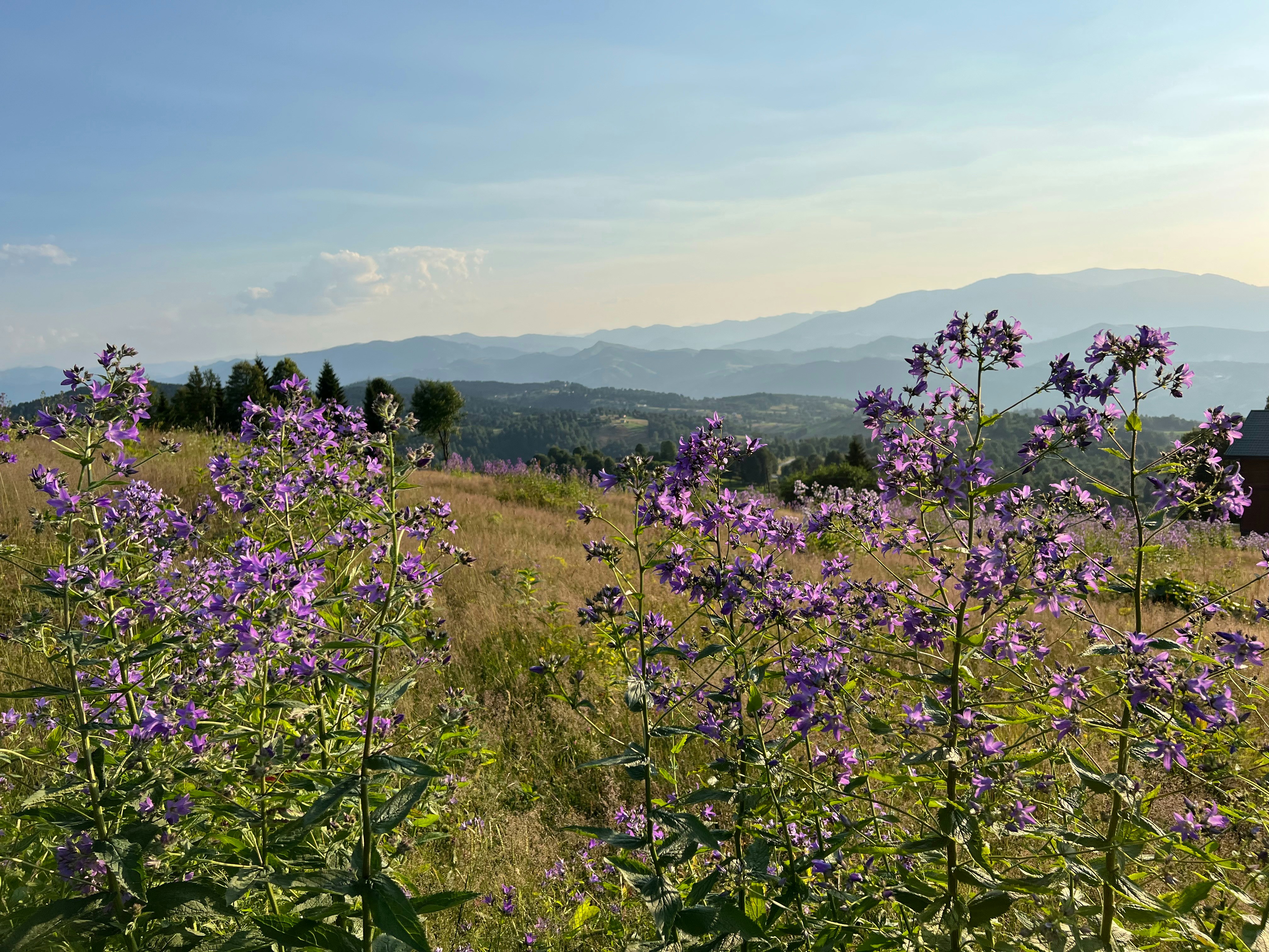 Trabzon, Turkey - Meadow