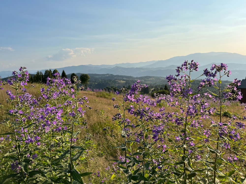 a field with purple flowers and mountains in the background
