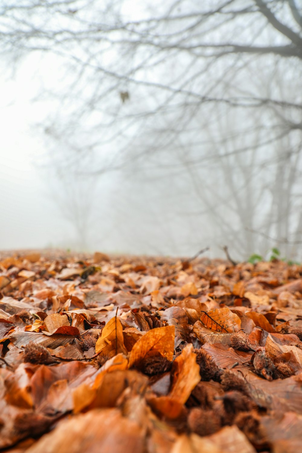 a leaf covered ground with trees in the background