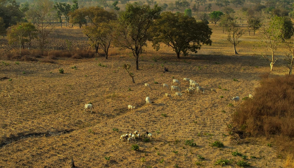 a herd of sheep grazing on a dry grass field