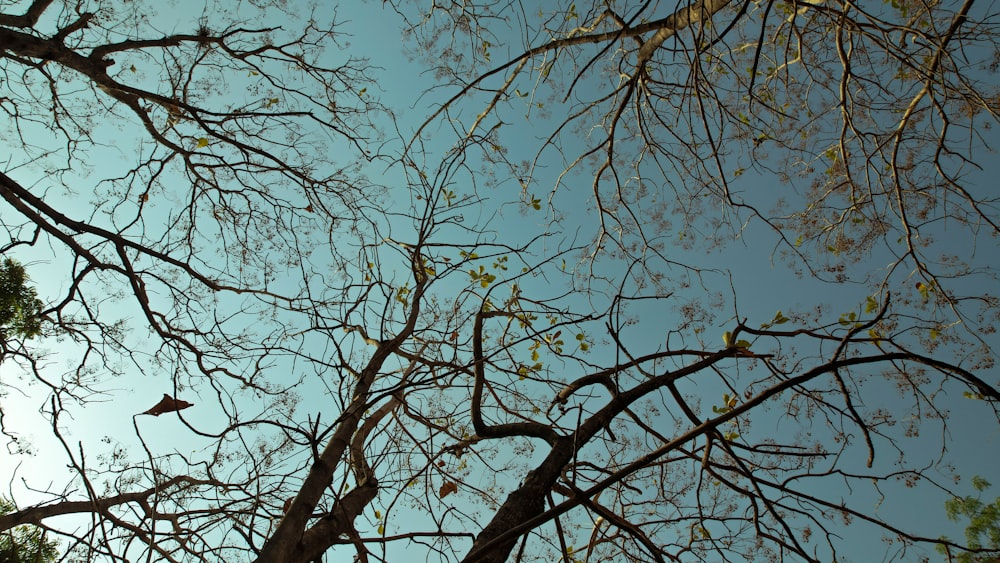a bird is sitting in a tree looking up at the sky