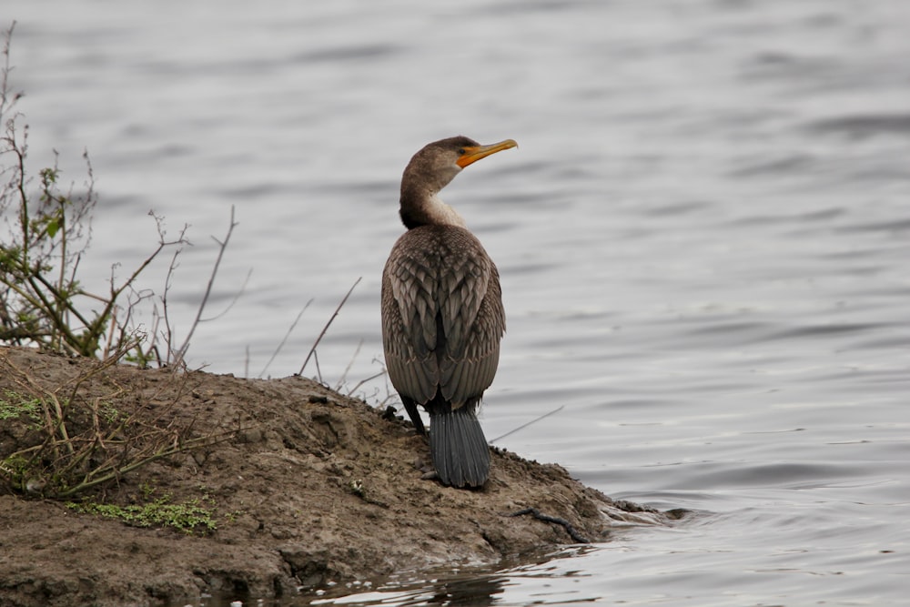 a bird sitting on a rock in the water