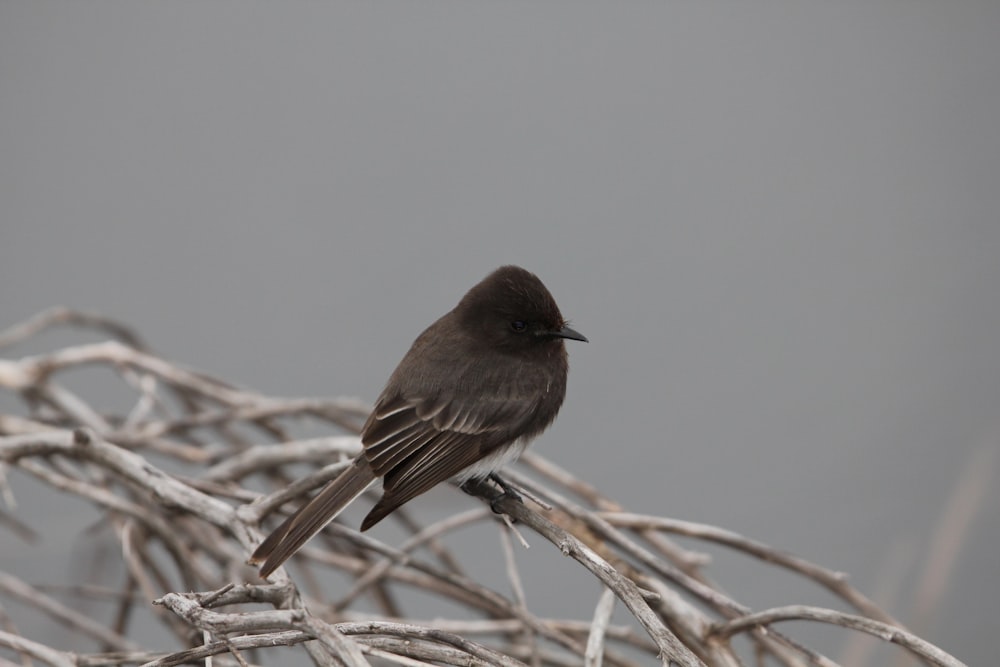 un pequeño pájaro sentado en la parte superior de la rama de un árbol