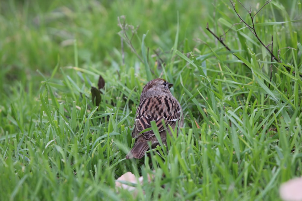 a small bird is sitting in the grass