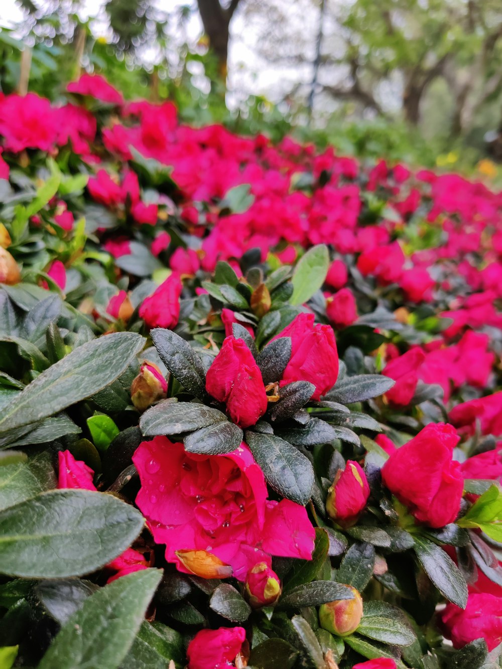 a field of pink flowers with green leaves