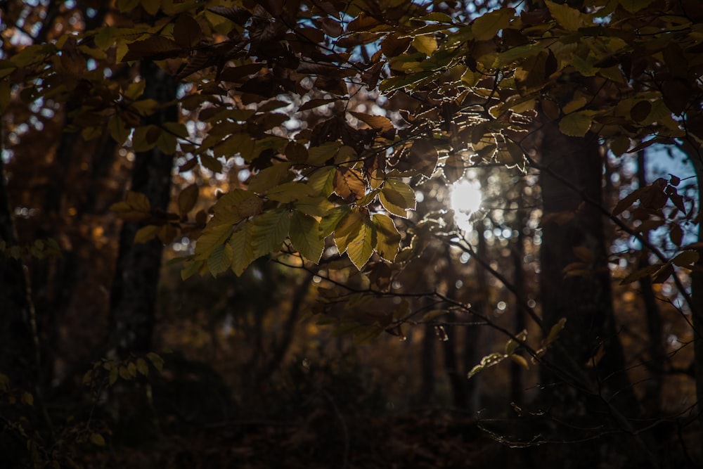 the sun is shining through the trees in the woods