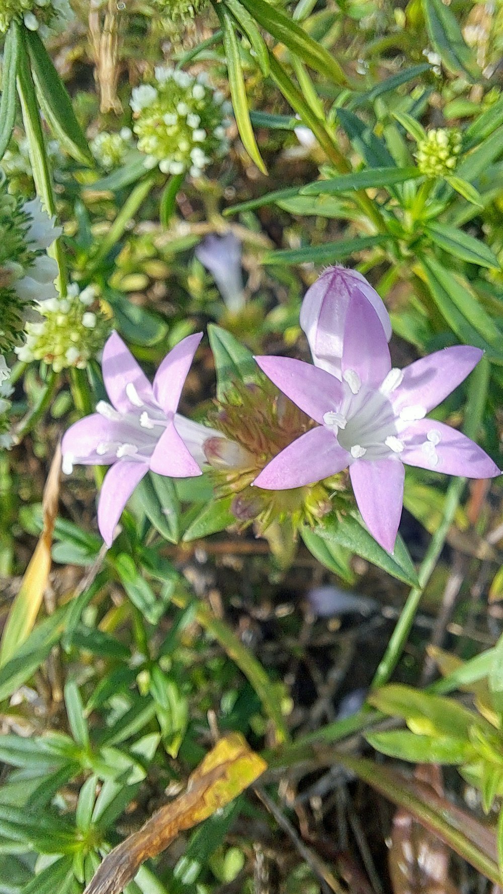 a close up of a flower on a plant