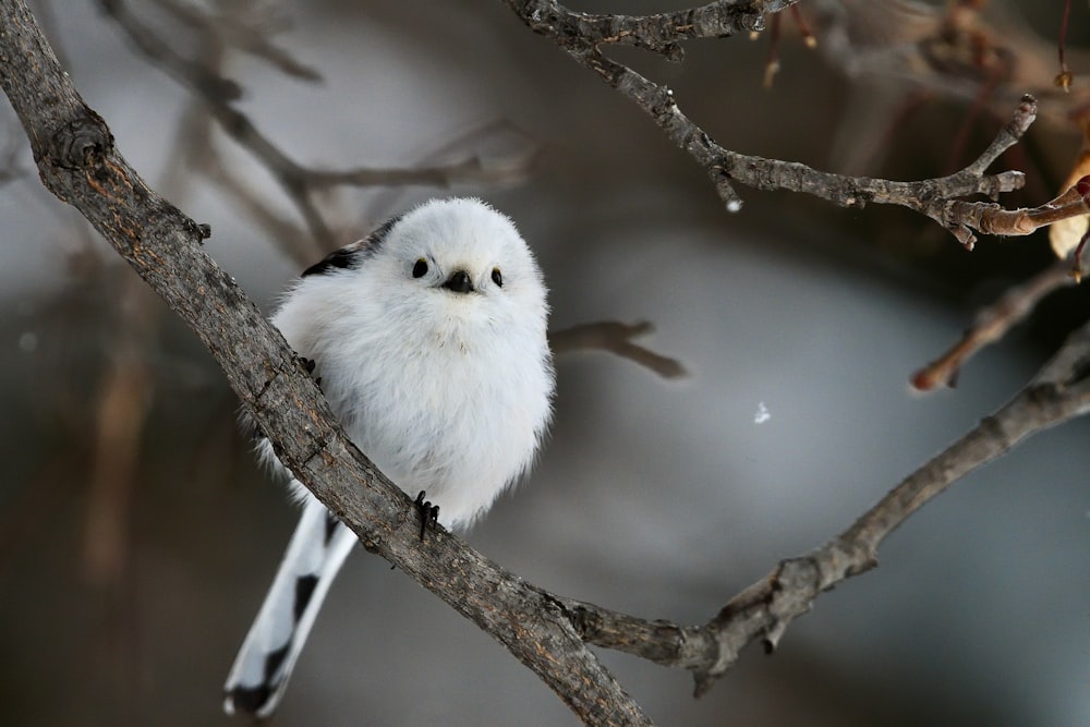 a small white bird perched on a tree branch