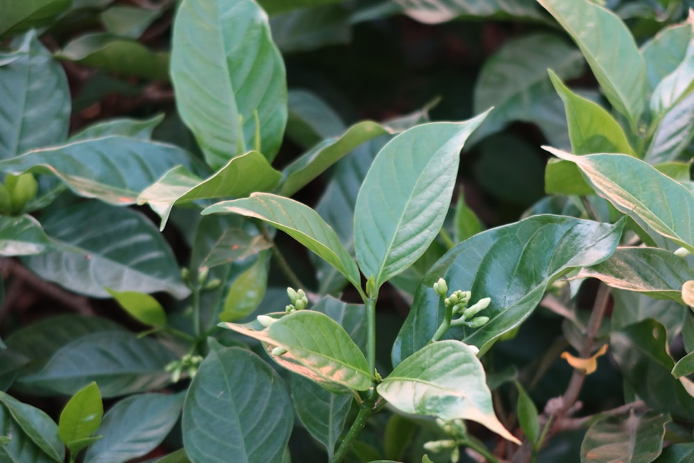 a close up of a plant with green leaves