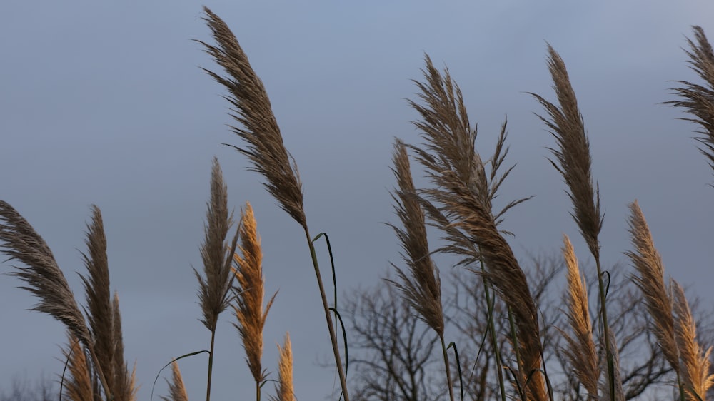 a bunch of tall grass blowing in the wind