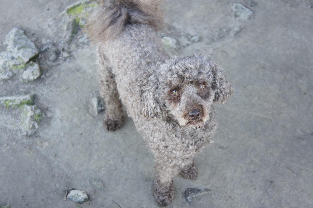 a poodle standing on top of a sandy beach