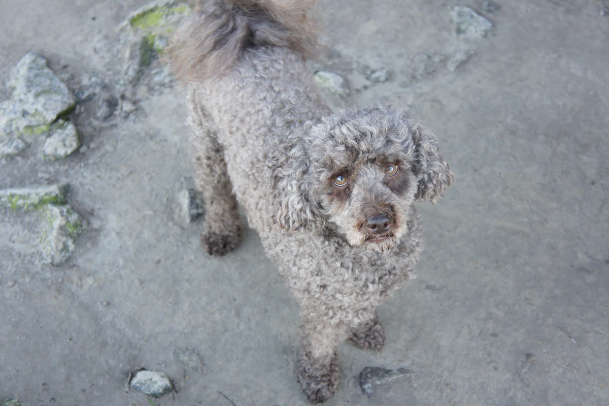 Caniche de pelo rizado, ilustrativo