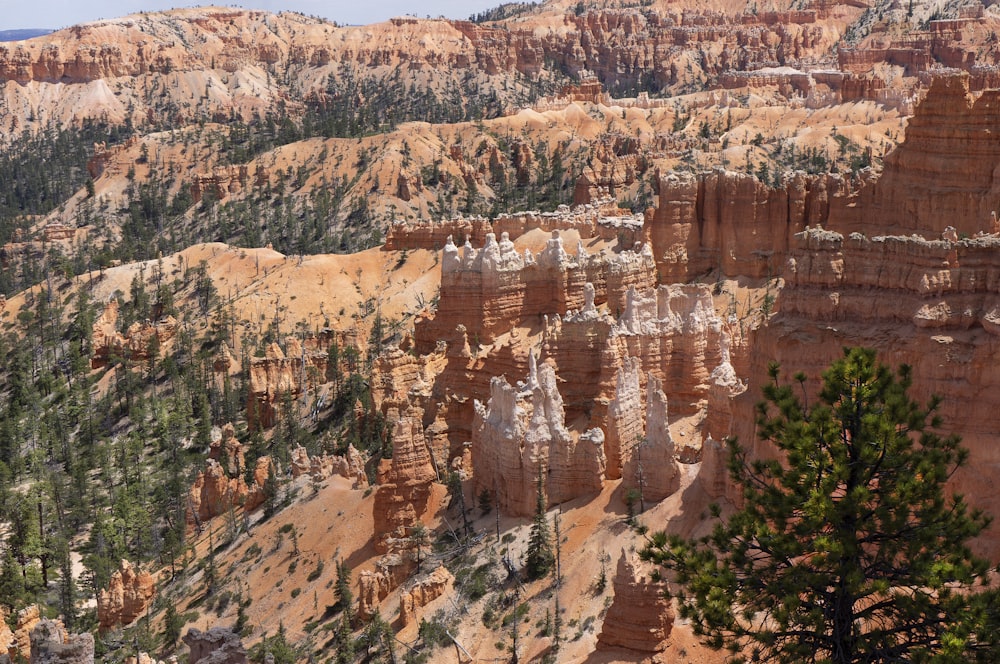 a large group of trees in the middle of a mountain