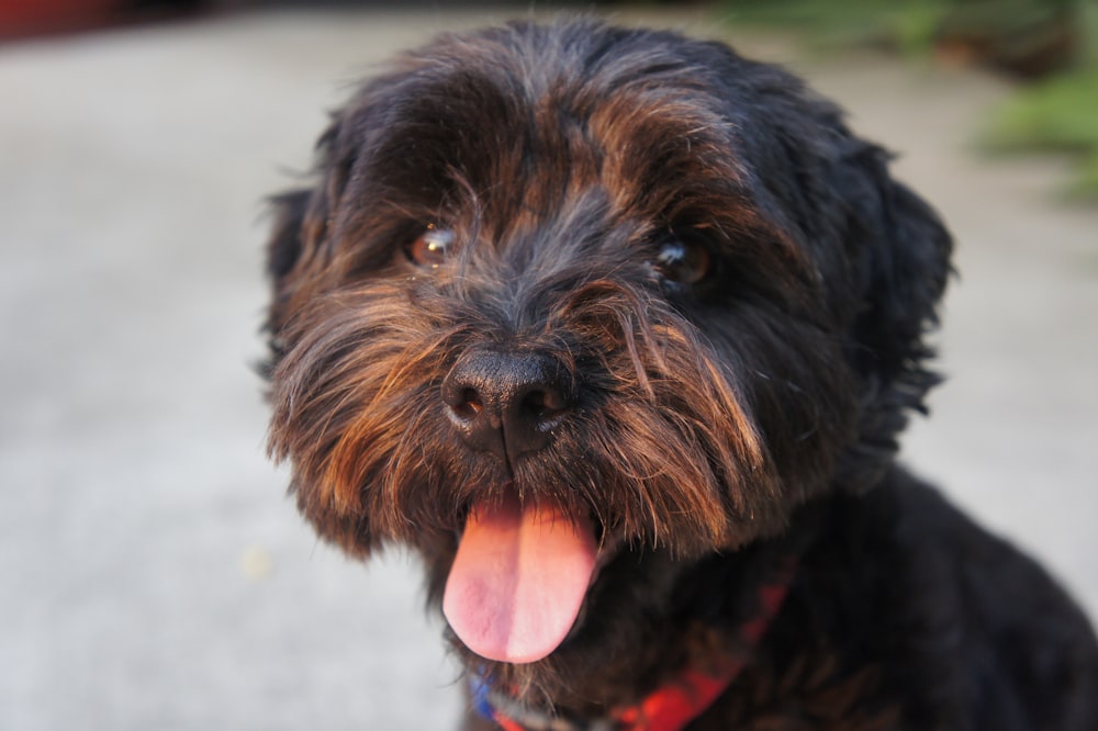 a close up of a dog with its tongue hanging out