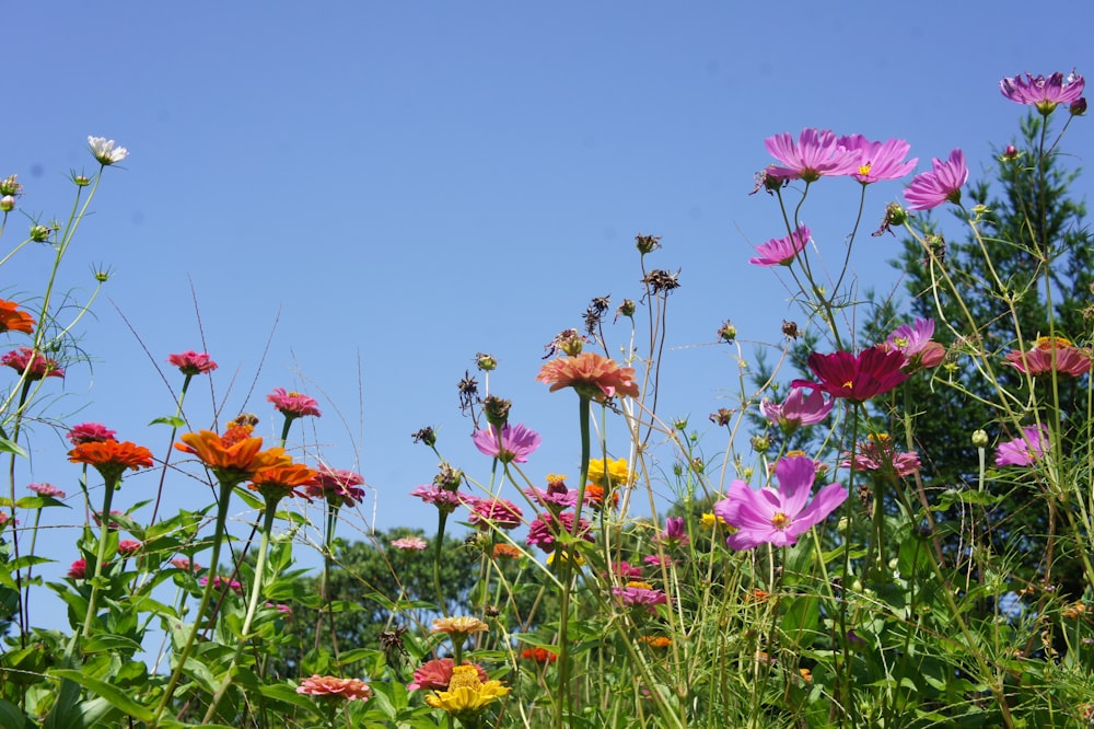 a bunch of flowers that are in the grass