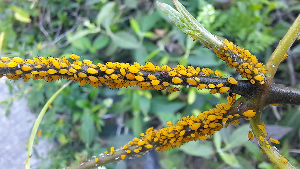 Bright yellow oleander aphids clustered along a milkweed stem