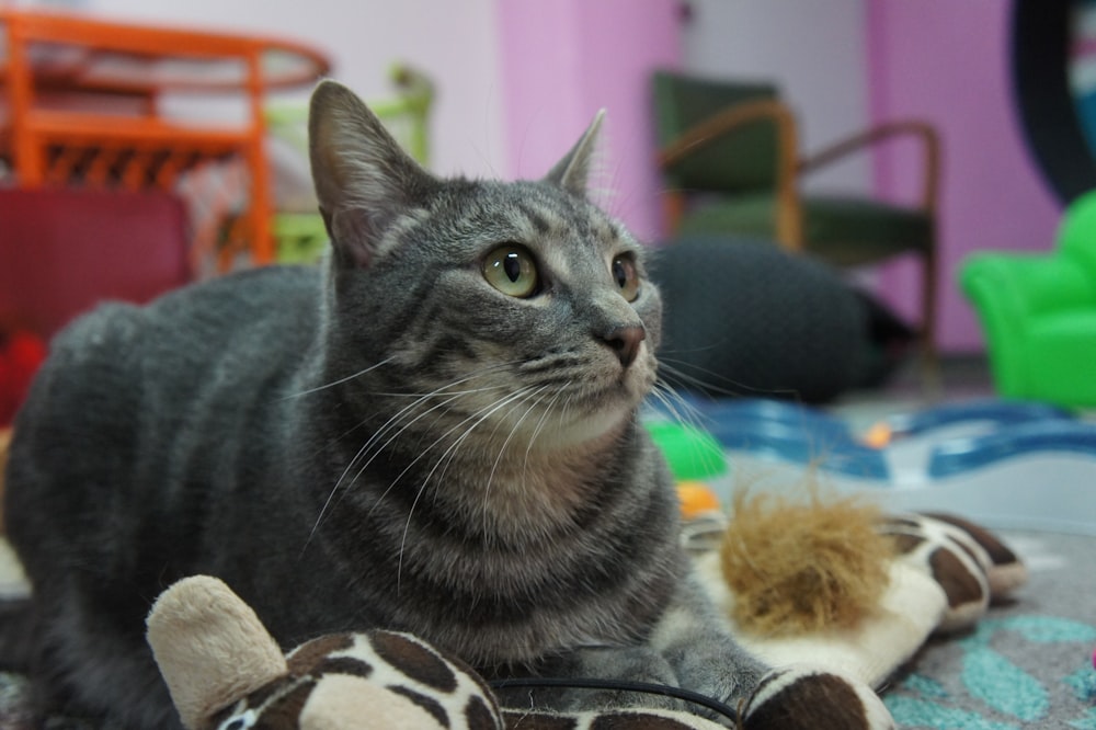 a cat sitting on a bed with a stuffed animal