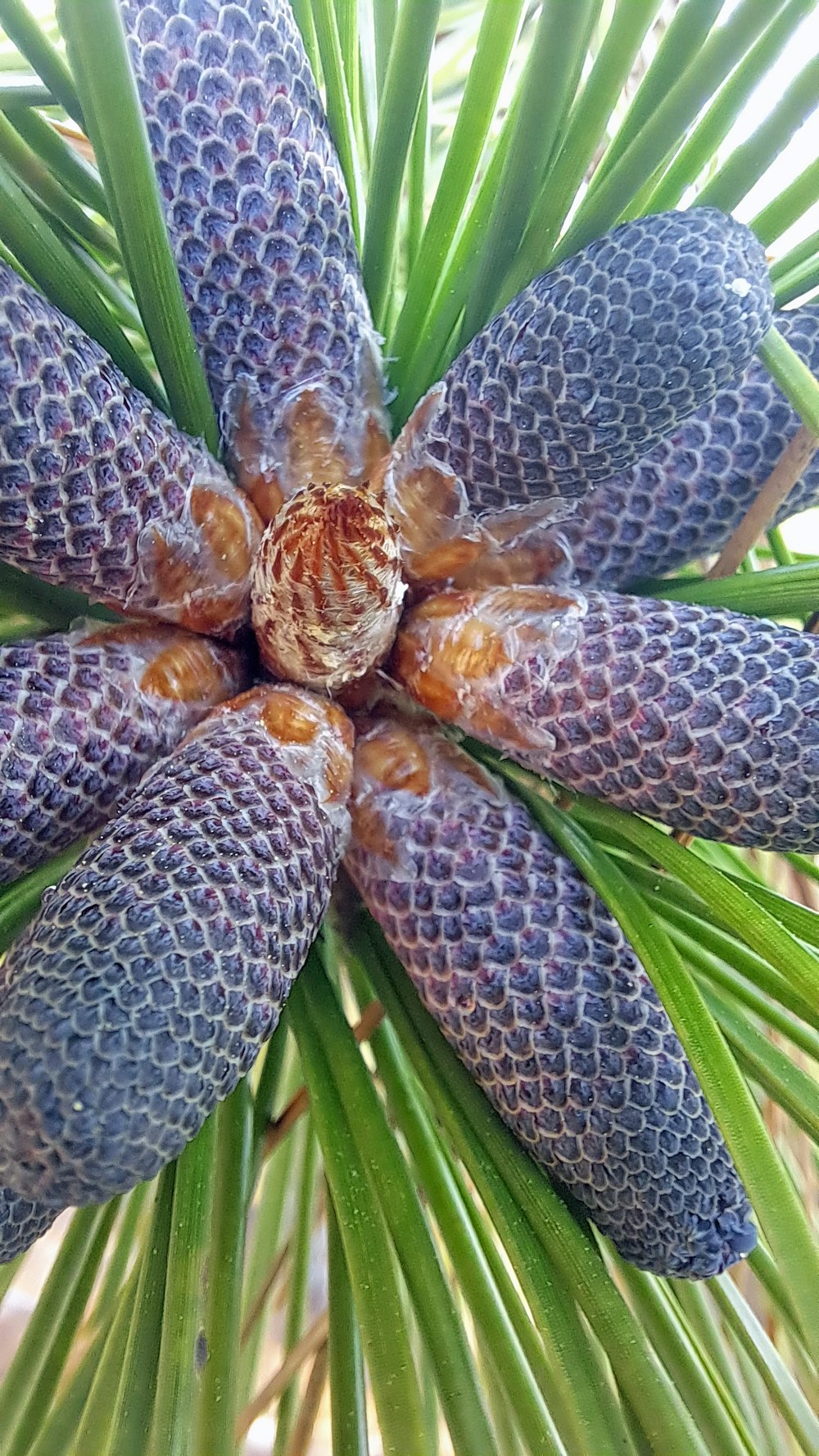 a close up of a pine cone on a tree