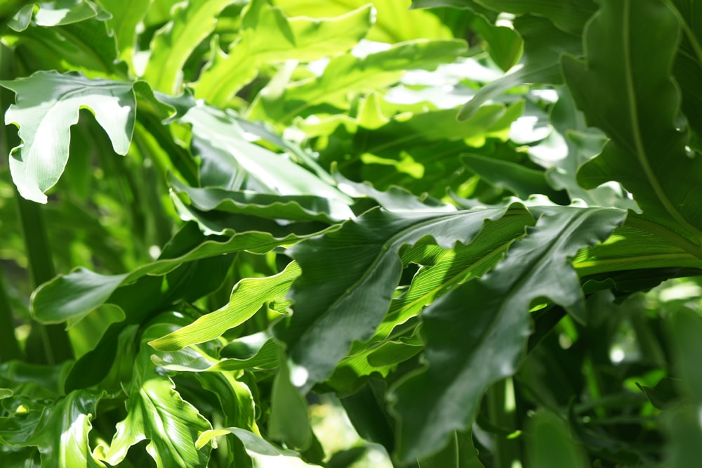 a close up of a green leafy plant