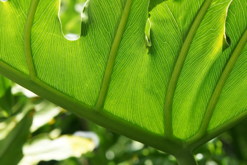 a close up of a green leaf with drops of water on it