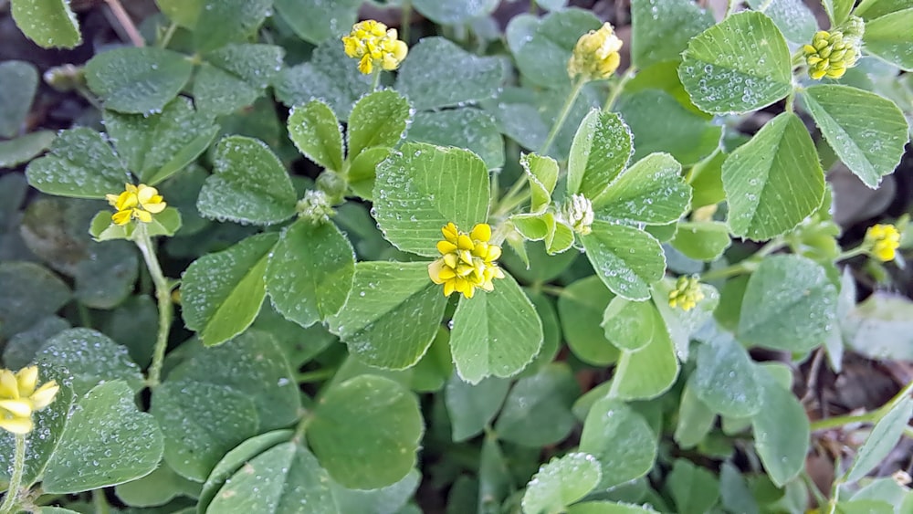 a close up of a green plant with yellow flowers