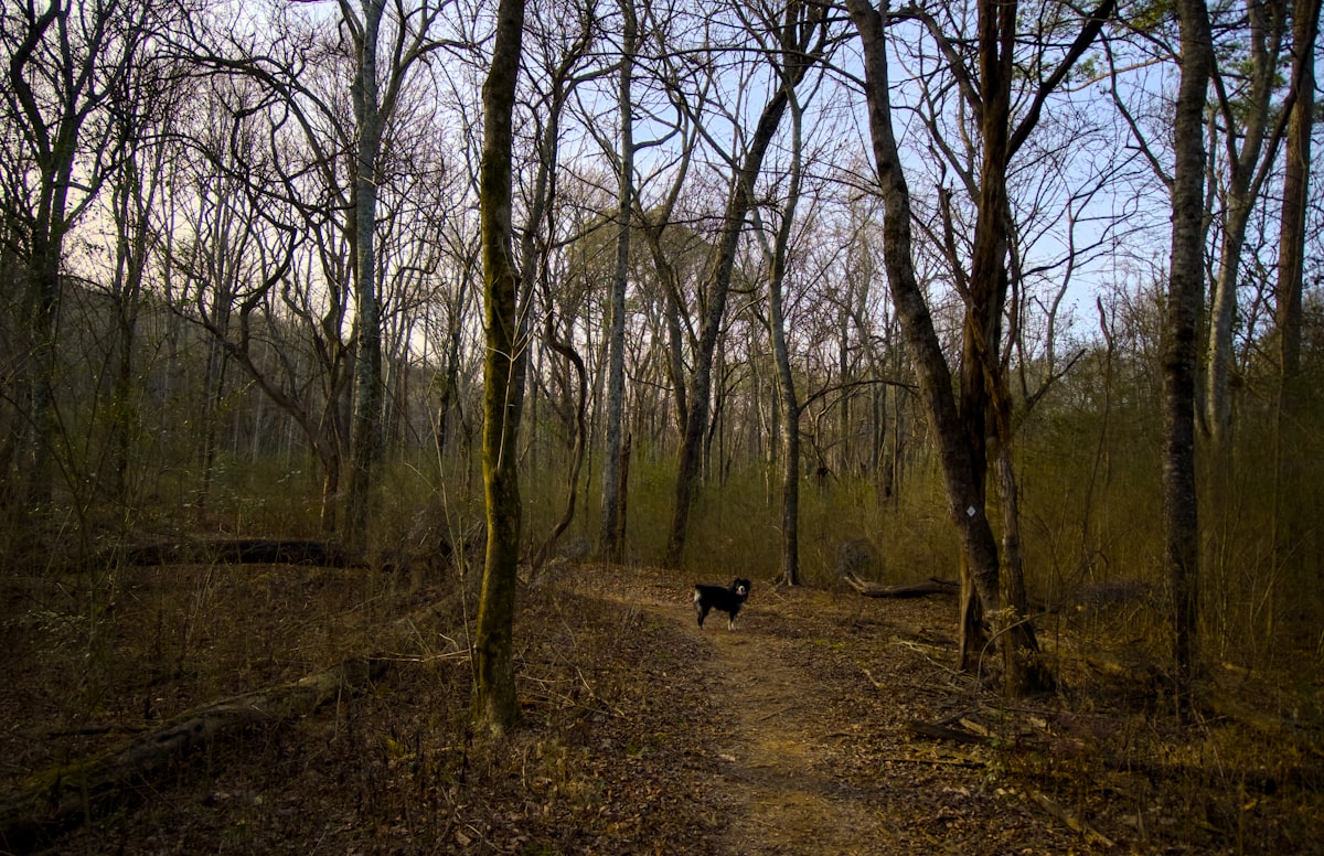 Black dog walking through forest trees
