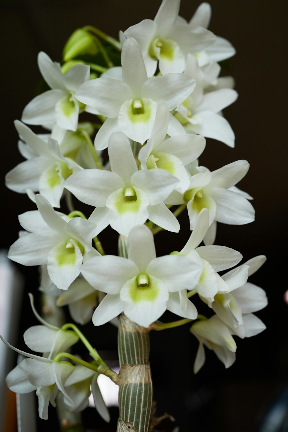 a bunch of white flowers in a vase