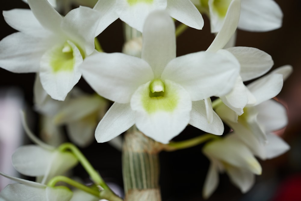 a close up of a bunch of white flowers