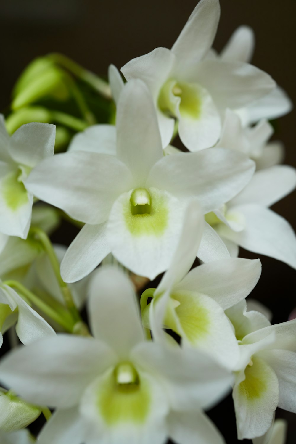 a close up of a bunch of white flowers