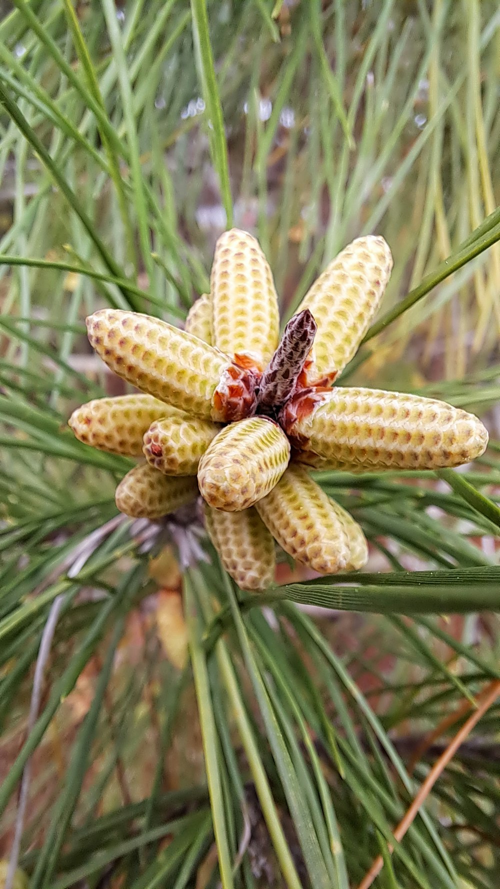 a close up of a pine cone on a tree