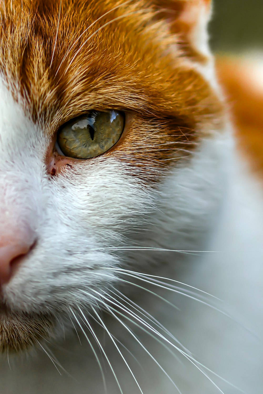 a close up of a cat with green eyes