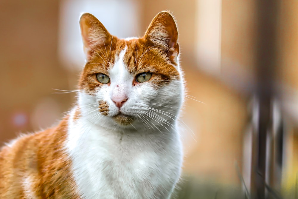 a close up of a cat near a fence