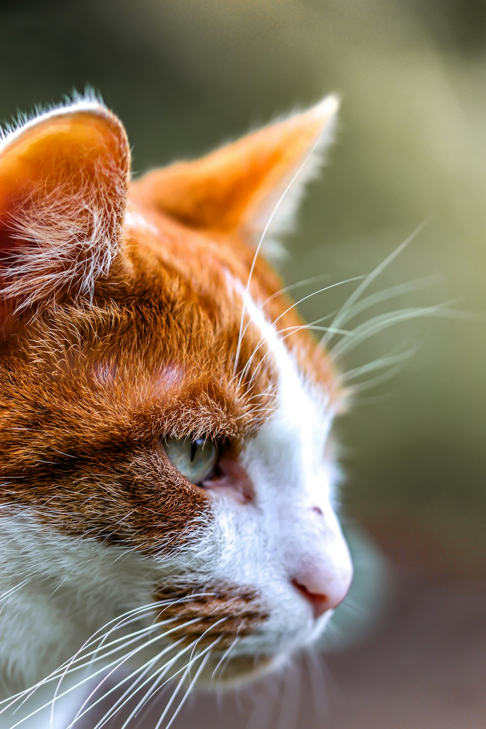 a close up of a cat with a blurry background