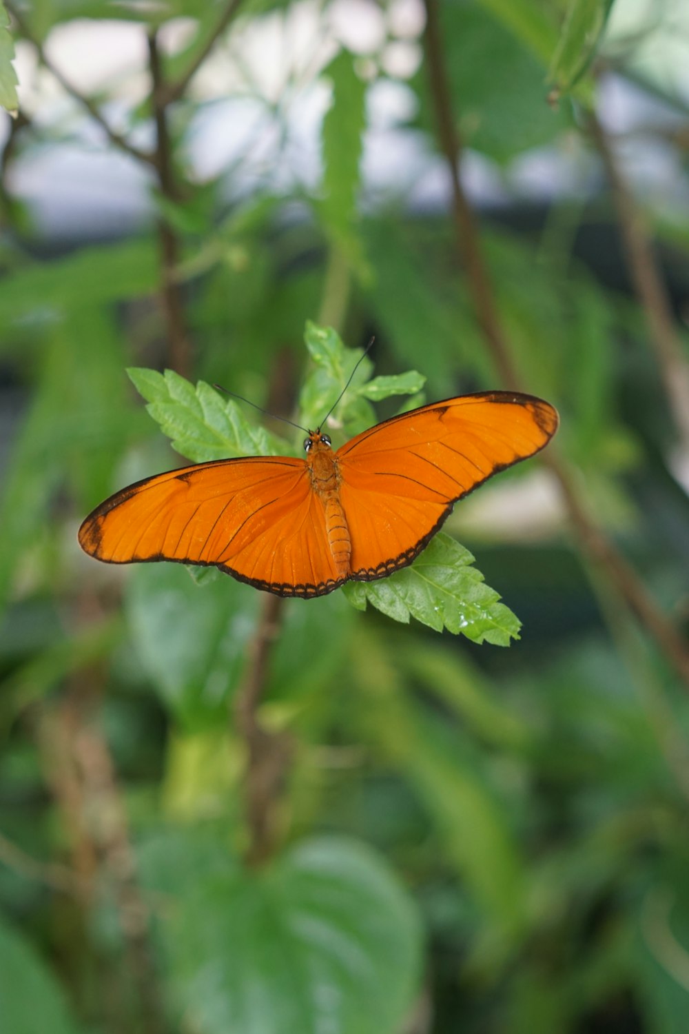 a large orange butterfly sitting on top of a green leaf