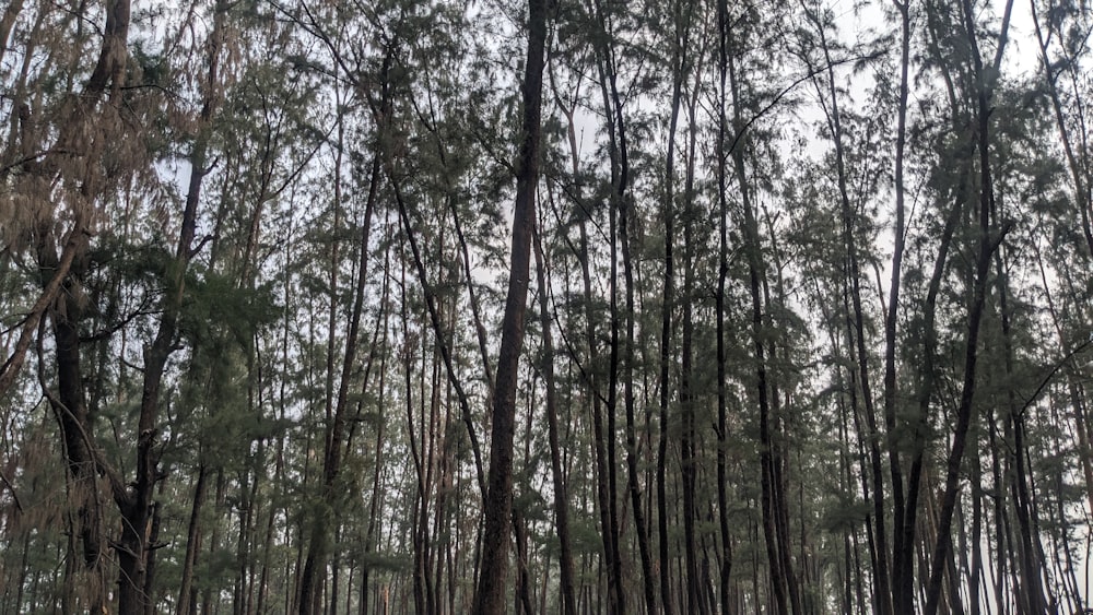 a forest filled with lots of tall trees