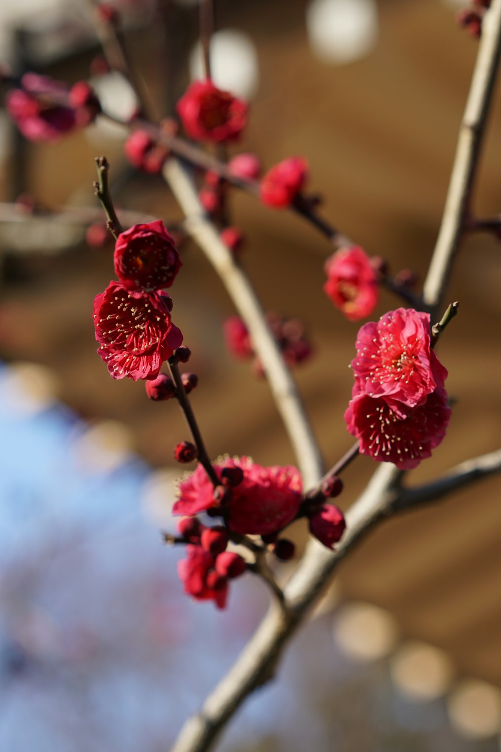 a close up of a tree with red flowers