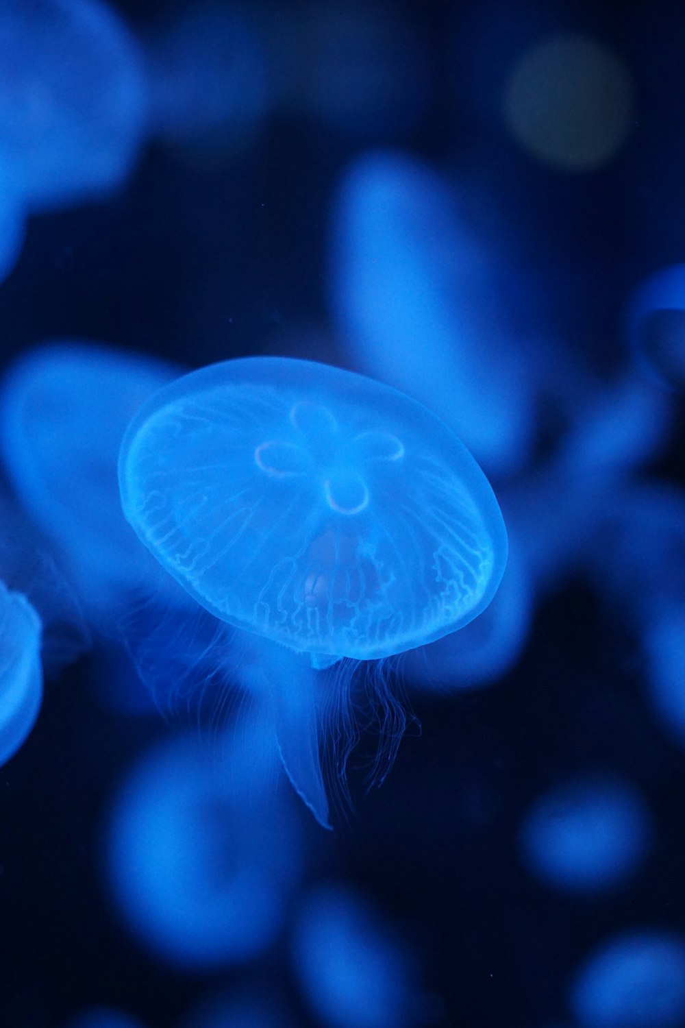 a close up of a jellyfish in the water