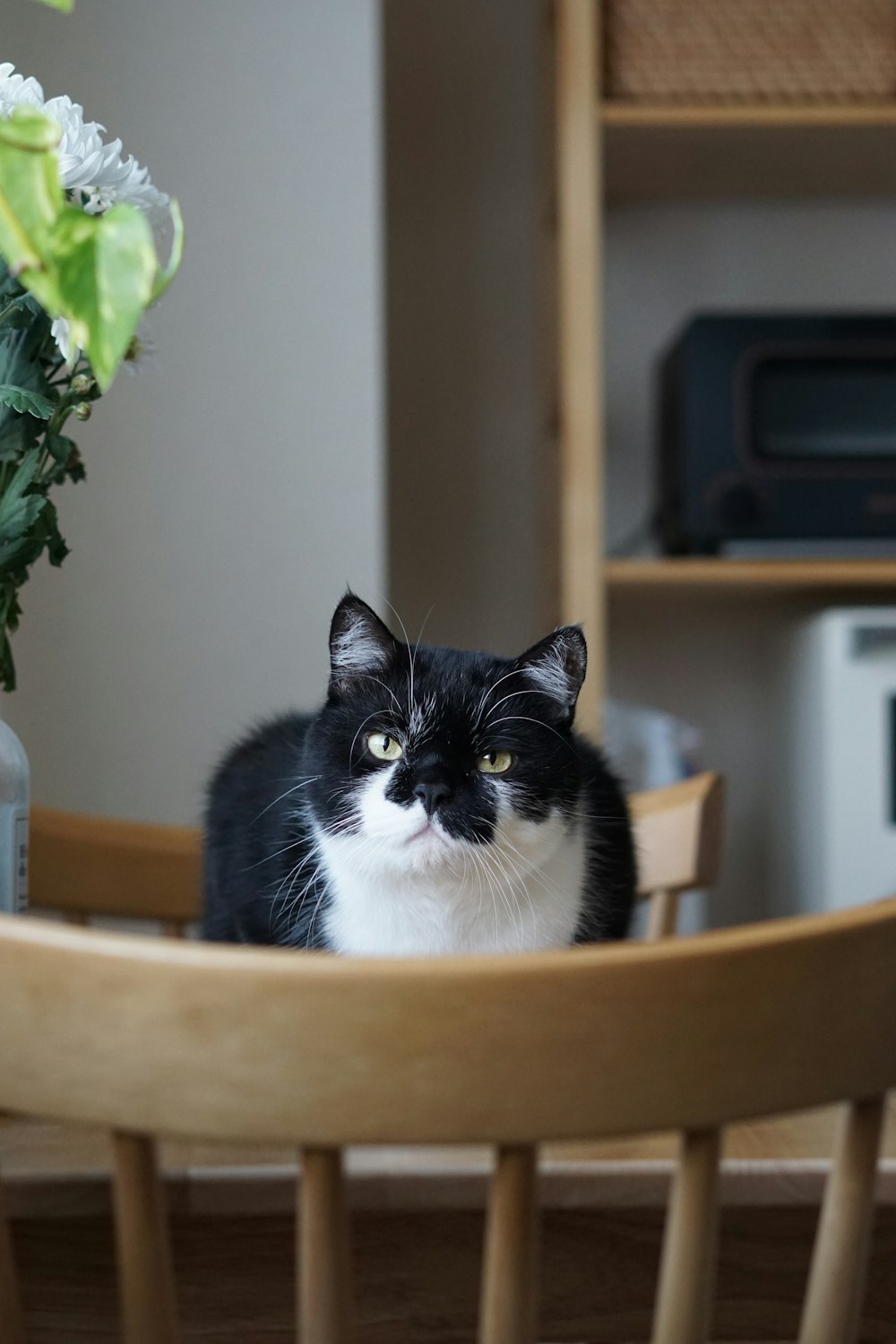 a black and white cat sitting on a wooden chair